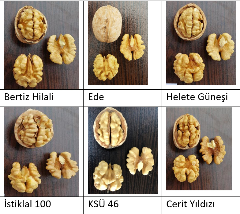 İçerikle ilgili görsel 2